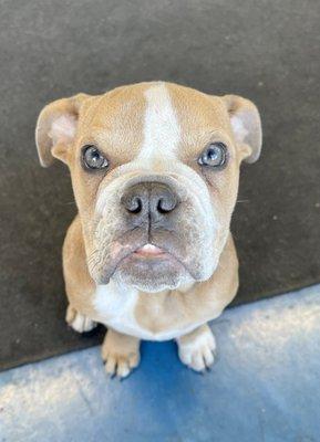 Pic is of Sammy the shop mascot who is just the sweetest lil pup.