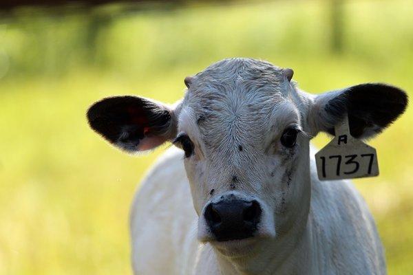 Ancient White Park calf at Seed Savers Exchange Heritage Farm.