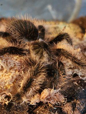 Thistle the Curly-hair Tarantula (t. albo)