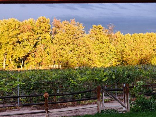 Golden autumn afternoon at Buckhorn Vineyards