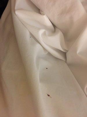 Bed bugs!!!!