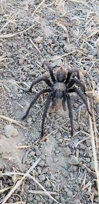 California black tarantula, this was found in Temecula