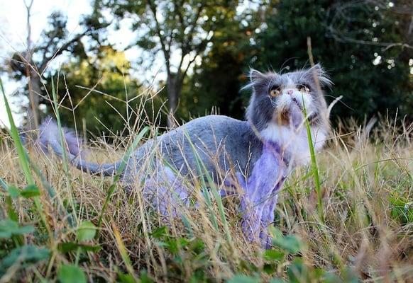 He is purple for Halloween