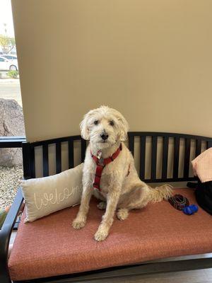 Bauer waiting patiently to be seen by Dr. Olson