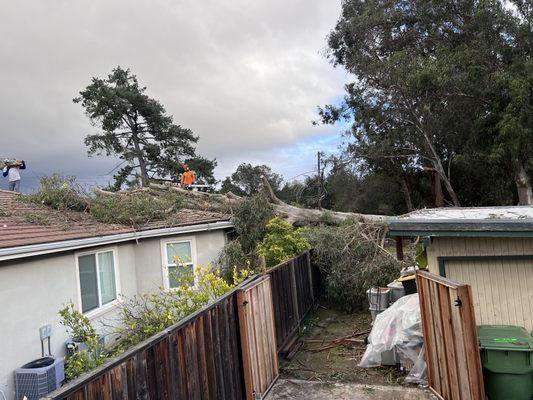 Tree Removal that fell on home