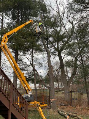 Spider lift tree trimming for better access