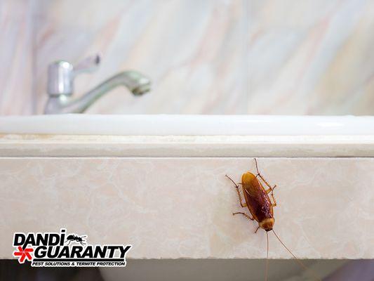 Dandi Guaranty Pest Solutions And Termite Protection