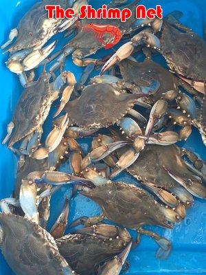 Live blue crabs