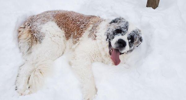 A-bandit-able snow beast