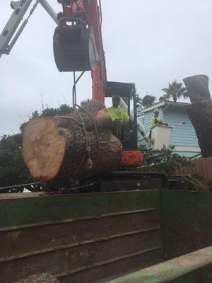 Douglas Cicileo Tree and Arborist Services