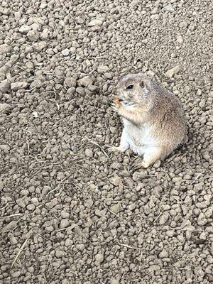 Prairie Dogs