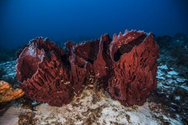 Giant Barrel Spongers Playa del Carmen, Mexico January 2018