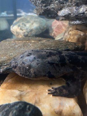 Hellbender