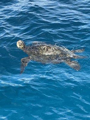 Sea turtle up close