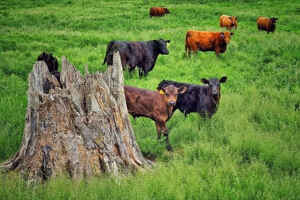 Prime beef from small local farms, free range, Iowa corn-fed cattle.