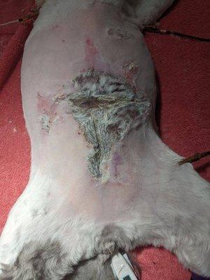 Pre-surgery after groomer burned cat