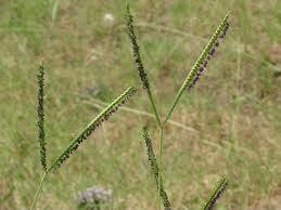 Bahia grass which is a common problem in this area.  Contact us for control options.