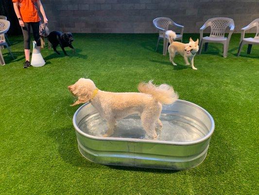 Doggo in pool.