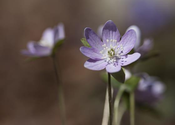 Anemone, Garden in the Woods, photo: L. McKenna