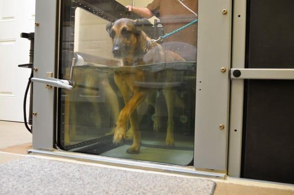 Underwater Treadmill Therapy at Chicago Animal Rehab.