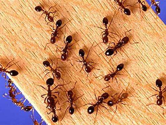 Ant Exterminator