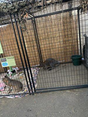 Distressed wallaby trying to keep cool by the fan and a mess of baby blankets and baby items used for these animals