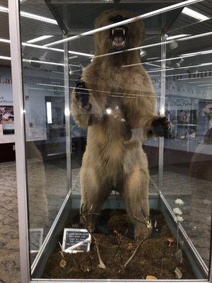 Grizzly Bear which was taken by guide Don Johnson!