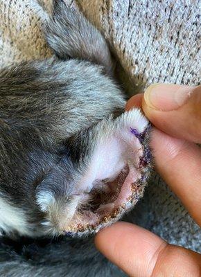 Left ear - indented just before the tip. The stitch is so tight that the ear tip is bent over, which is now another challenge.