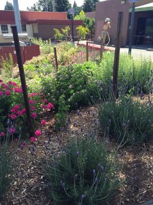 Beautiful garden to replace their lawn all around the building