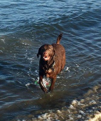 Our new pup Koa.  Koa is a Chesapeake Bay Retriever born in August 2018.