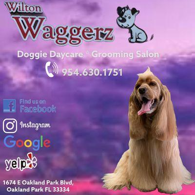 #doglife #doggrooming #doggiedaycare #doggiestyle #oakland #toaklandgroomer #dogstile #fortlauderdale #oaklandpark #dogsofinstagram #doglife