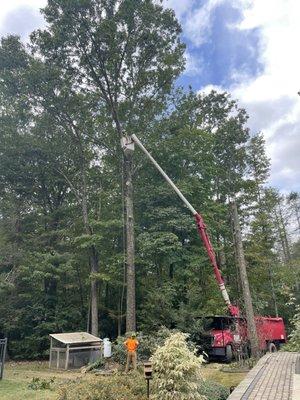 A Cut Above Tree Service