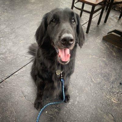 Doggo visiting his friends at Ola Brew after getting groomed at Doggie Detail.