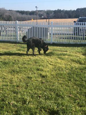 Best dog park at gas station travel stop restroom break