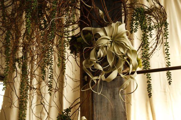 Air Plants in our waiting area