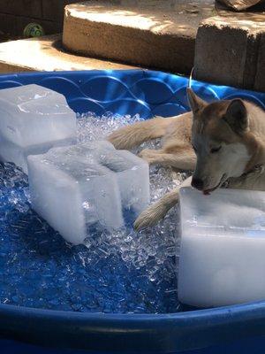 Best treat to beat the heat when my girl is bored of staying in doors during this record breaking heat wave!