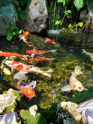 some of our grown up koi