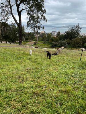 Goats doing their thing in the Presidio