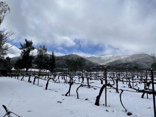 2023 vineyard and hills after snow