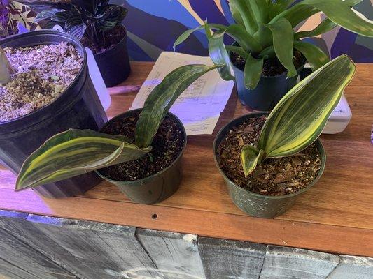 Variegated Whale Fin Sansaveria Snake Plant