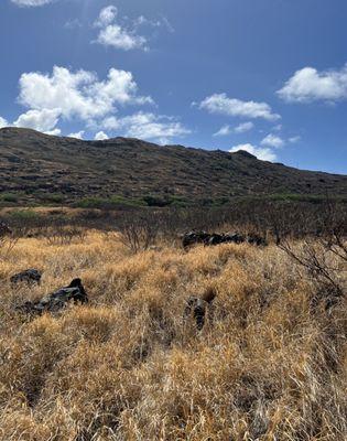 Kaiwi Shoreline Trail