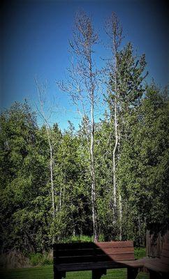 Group of Birch trees now dead because of Chugach Electric's work done last Fall.