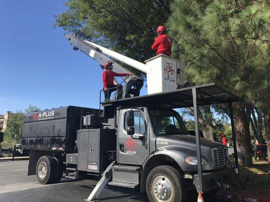 Our version of the "cubicle" life. Pruning Canary Island Pines with a bucket truck.