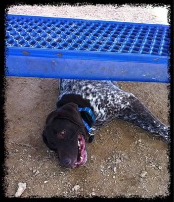 A happy German Short Haired Pointer. He loves this park.