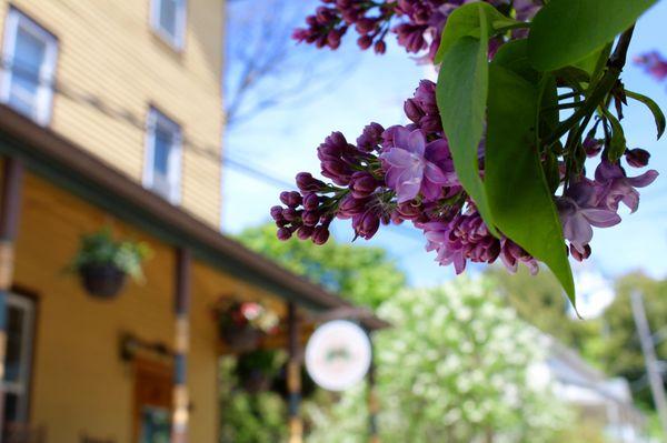 Pine Cottage, Historic Mackinac Island Hotel