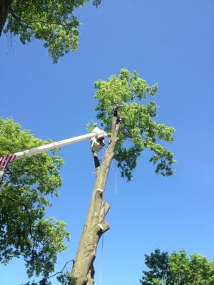 Tree Removal