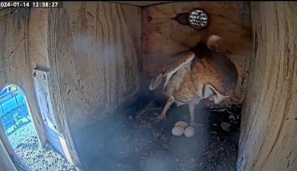 Livestream of barn owl