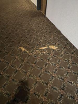 Stains on the carpet in the hallway