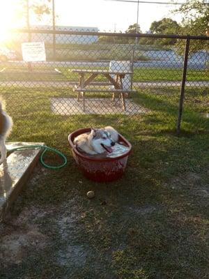 Aslan in the tub. Everyone said to share it online, I hope they yelp!