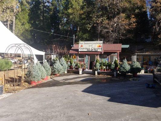 Christmas Trees for Sale